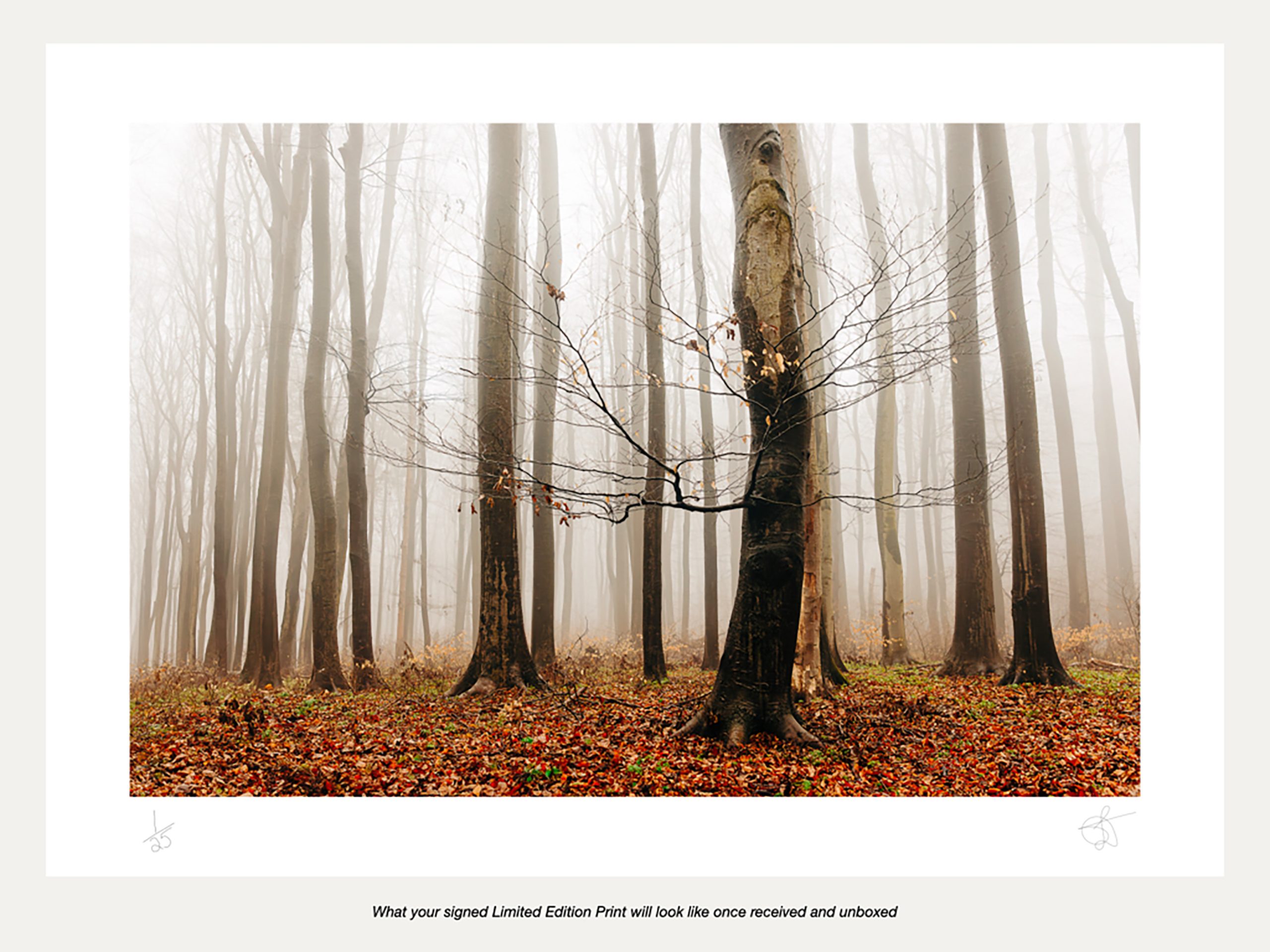 Limited Edition - Latest Print Release